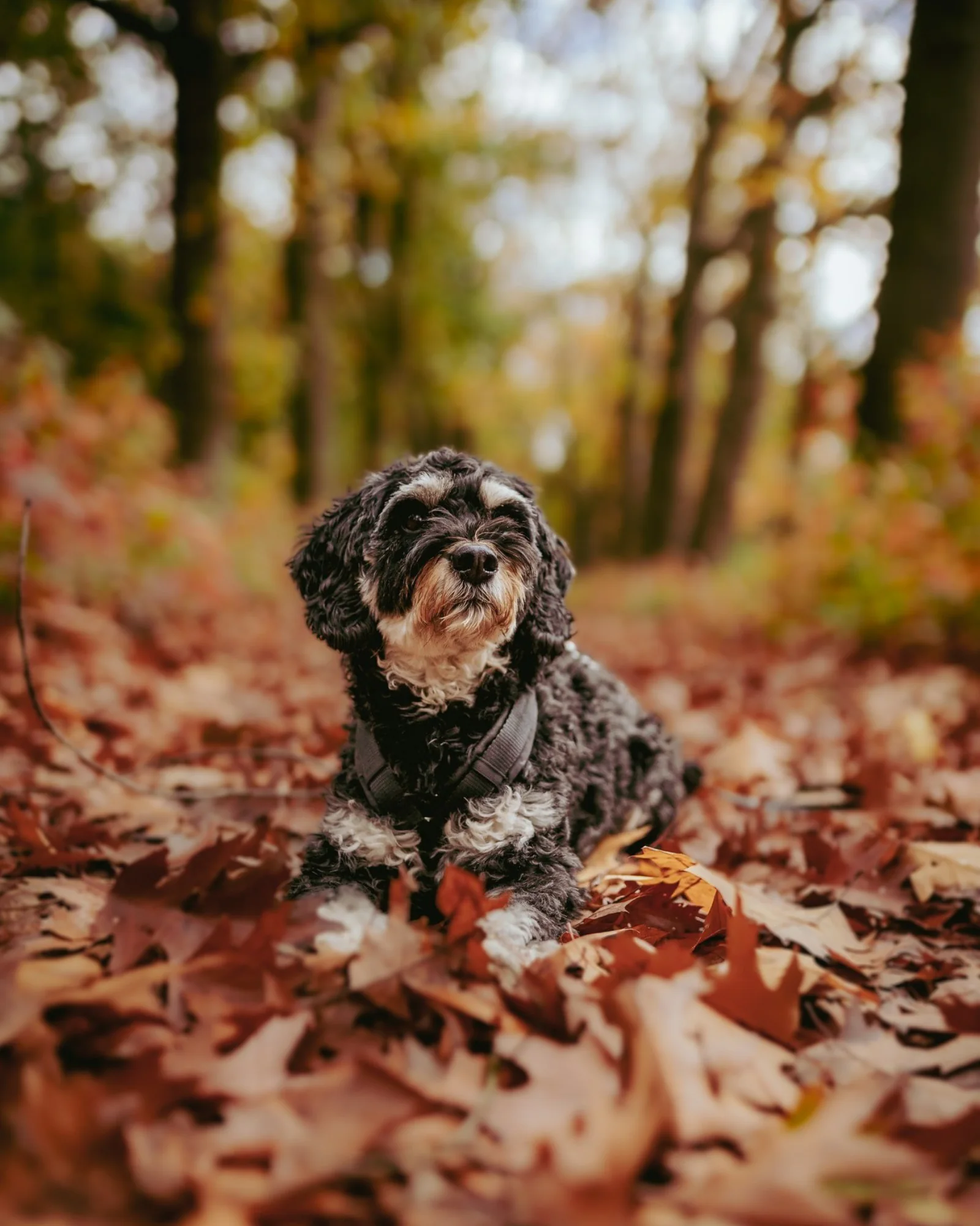 Hond in warme herfstkleuren, gefotografeerd door Ellen